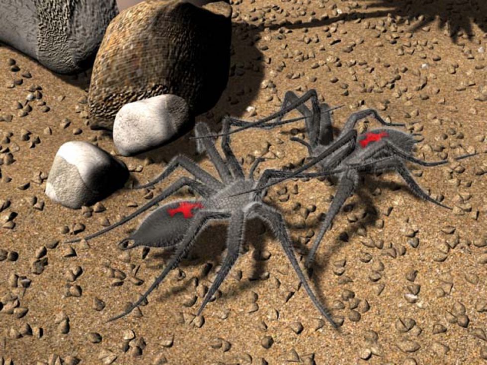 оса против паука. драка пауков. капустин яр пауки фаланги. драка пауков. сольпуга фаланга.