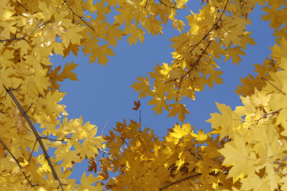 Алтын күз сурет. Куздин сурети. Күз фото суреттері.