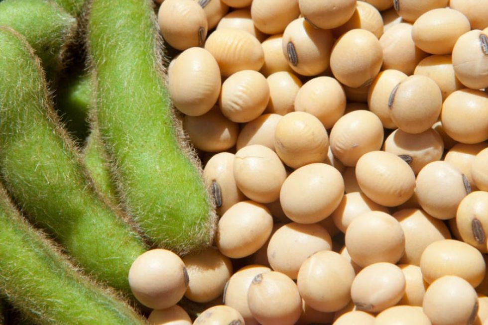 гм соя. соя семена для посадки. трансгенная кукуруза, соя растения. гмо соя. гмо семена.