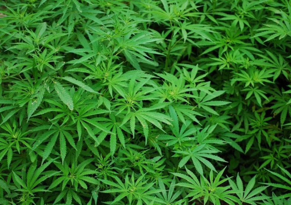 как вычисляют плантации марихуаны