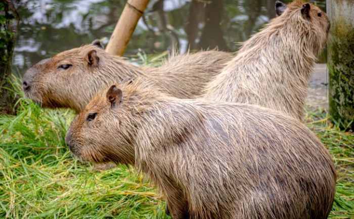 Корабли-призраки Второй мировой войны, 48 часов без воды и капибары у депутатов