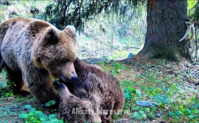 Жизнь бурого медведя: любопытные и яркие эпизоды
