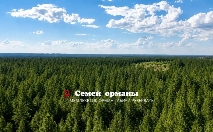 Лес, который держит степь: чем уникален Семей орманы