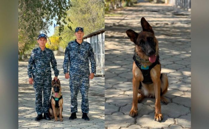 Четыре лапы, один шанс: в Атырау служебная собака спасла пожилого человека