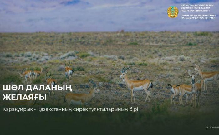 Джейран способен разгоняться быстрее 60 километров в час
