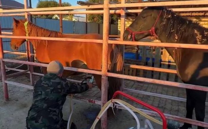 Предприниматель из города Алга развивает коневодство