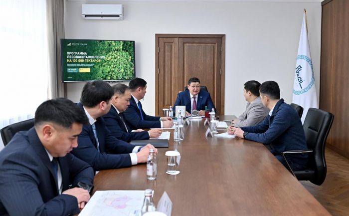 Представлен проект восстановления лесов в области Абай