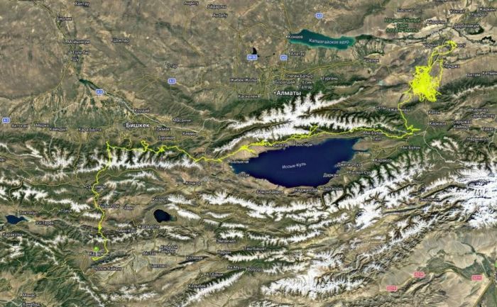 Молодой черный гриф из Чарынского нацпарка перелетел в Кыргызстан