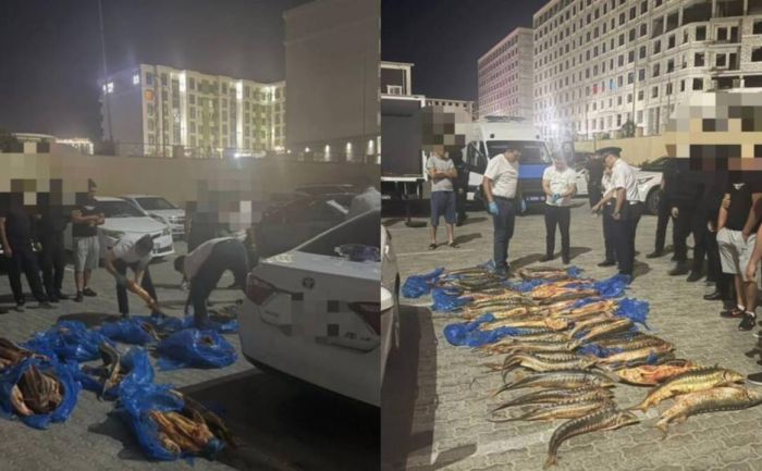 Полицейские изъяли более 200 кг осетра в Мангистауской области