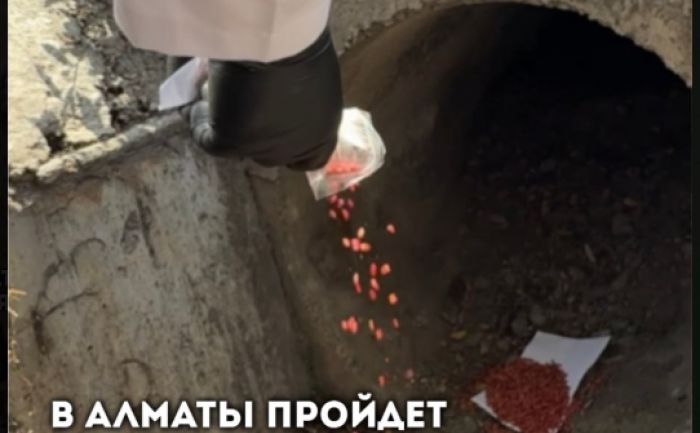 В Алматы пройдет осенняя дератизация