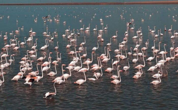 Спасти фламинго: в Коргалжынский заповедник сбросили 40 млн кубометров воды