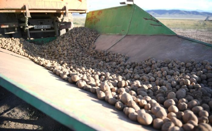 С полей Алматинской области собрано более 1,5 миллиона тонн продукции