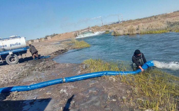 В озеро Балхаш выпустили 180 тысяч молоди сазана
